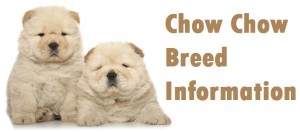 Chow Chow Dog Breed Info