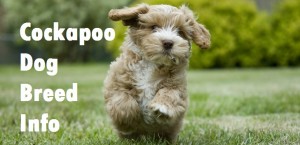 Cockapoo Dog Breed Info