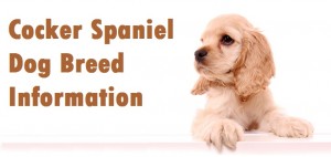 Cocker Spaniel Dog Breed Info
