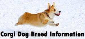 Corgi Dog Breed Info