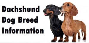 Dachshund Dog Breed Info