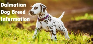 Dalmatian Dog Breed Info