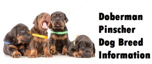 Doberman Pinscher Dog Breed Info