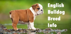 English Bulldog Dog Breed Info