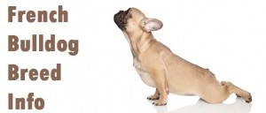 French Bulldog Dog Breed Info