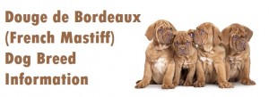 Douge de Bordeaux French Mastiff Dog Breed Info