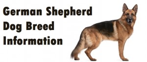 German Shepherd Dog Breed Info