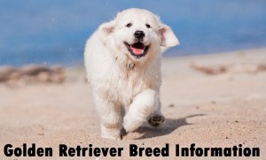 Golden Retriever Dog Breed Info