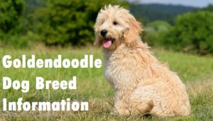 Goldendoodle Dog Breed Info