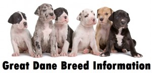 Great Dane Dog Breed Info