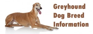 Greyhound Dog Breed Info