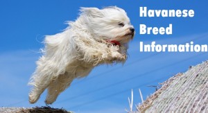Havanese Dog Breed Info
