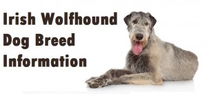 Irish Wolfhound Dog Breed Info