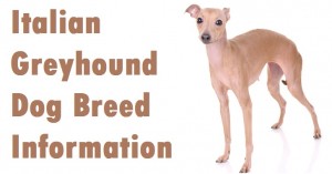 Italian Greyhound Dog Breed Info