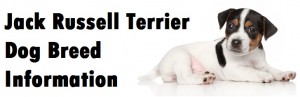Jack Russell Terrier Dog Breed Info