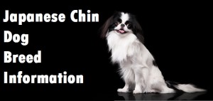 Japanese Chin Dog Breed Info