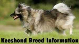 Keeshond Dog Breed Info