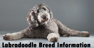 Labradoodle Dog Breed Info