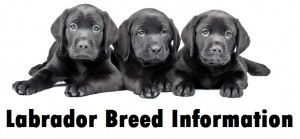 Labrador Dog Breed Info