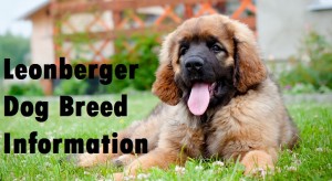 Leonberger Dog Breed Info