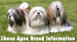 Lhasa Apso Dog Breed Info