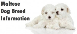 Maltese Dog Breed Info