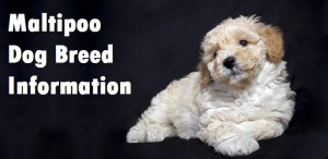 Maltipoo Dog Breed Info
