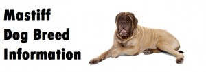 Mastiff Dog Breed Info