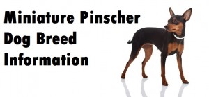 Miniature Pinscher Dog Breed Info