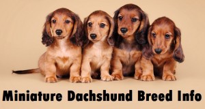 Miniature Dachshund Dog Breed Info