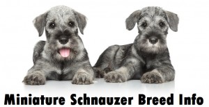 Minature Schnauzer Dog Breed Info