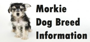 Morkie Dog Breed Info