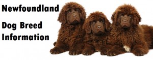 Newfoundland Dog Breed Info