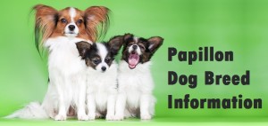 Papillon Dog Breed Info