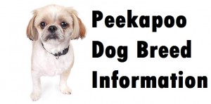 Peekapoo Dog Breed Info