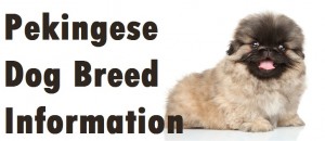 Pekingese Dog Breed Info