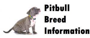 Pitbull Dog Breed Info
