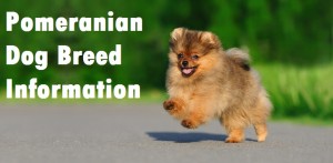 Pomeranian Dog Breed Info