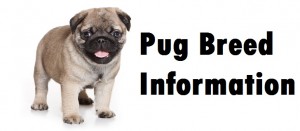 Pug Dog Breed Info