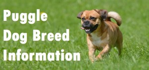 Puggle Dog Breed Info