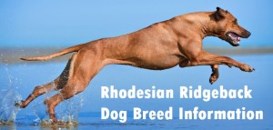 Rhodesian Ridgeback Dog Breed Info