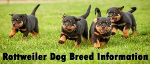 Rottweiler Dog Breed Info
