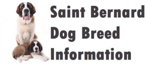 Saint Bernard Dog Breed Info