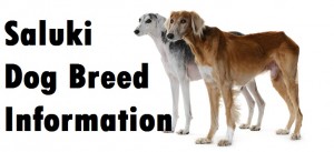 Saluki Dog Breed Info