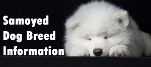Samoyed Dog Breed Info