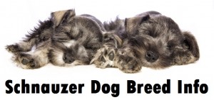 Schnauzer Dog Breed Info