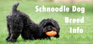Schnoodle Dog Breed Info