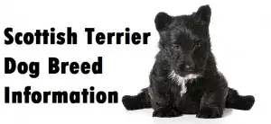Scottish Terrier Dog Breed Info