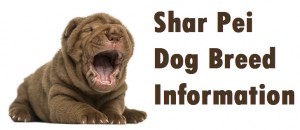 Shar Pei Dog Breed Info