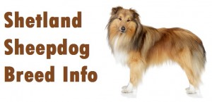 Shetland Sheepdog Dog Breed Info